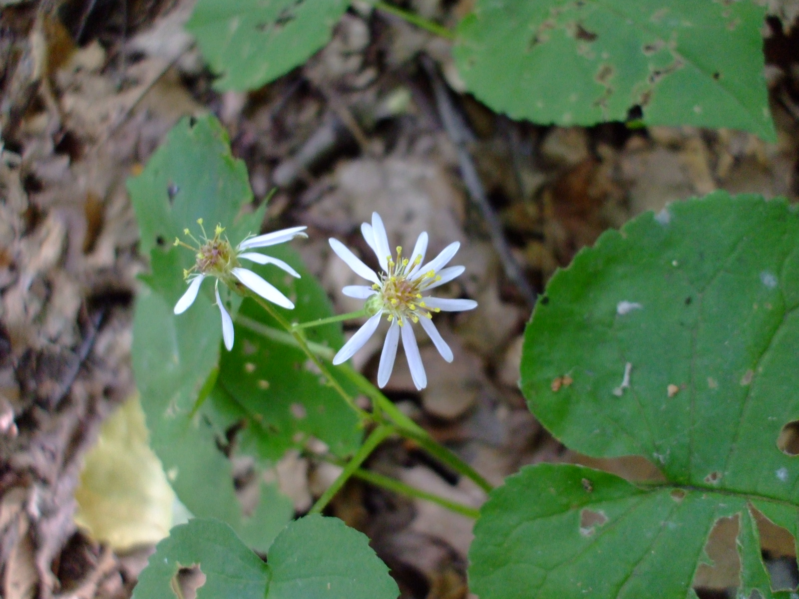 Eurybia macrophylla